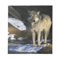 North America, USA, Minnesota. Wolf (Canis Notepad