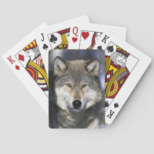 North America, USA, Minnesota. Wolf Canis Poker Cards