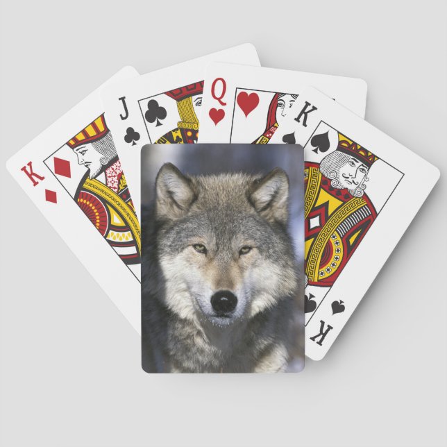 North America, USA, Minnesota. Wolf Canis Poker Cards (Back)