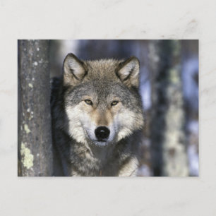 North America, USA, Minnesota. Wolf Canis Postcard