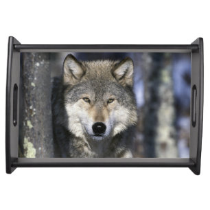 North America, USA, Minnesota. Wolf Canis Serving Tray