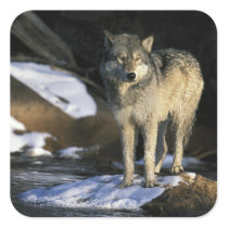 North America, USA, Minnesota. Wolf (Canis Square Sticker