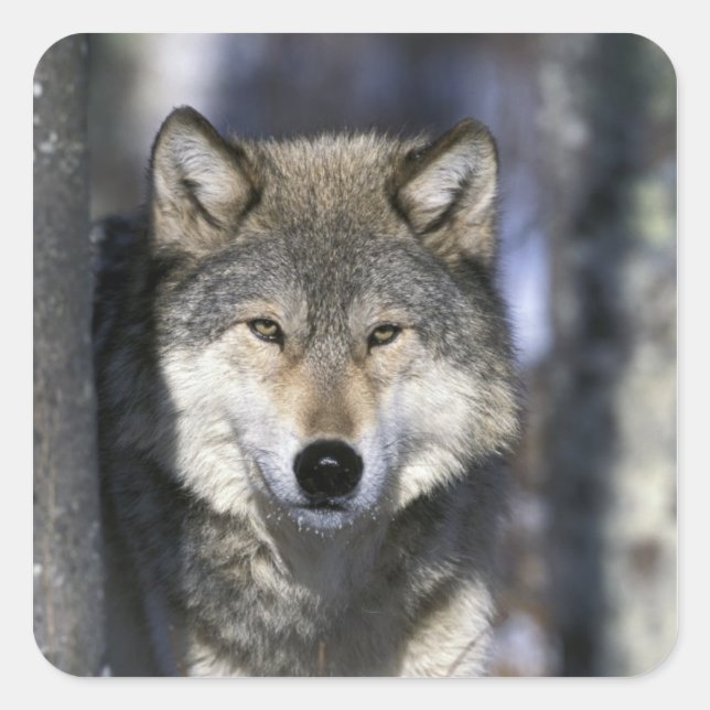 North America, USA, Minnesota. Wolf Canis Square Sticker (Front)