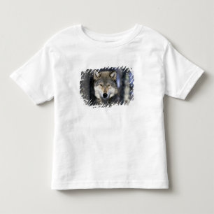 North America, USA, Minnesota. Wolf Canis Toddler T-shirt