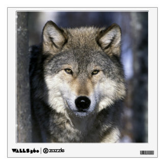 North America, USA, Minnesota. Wolf Canis Wall Decal