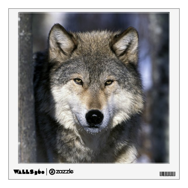 North America, USA, Minnesota. Wolf Canis Wall Decal (Front)