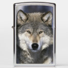 North America, USA, Minnesota. Wolf Canis