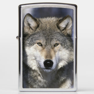 North America, USA, Minnesota. Wolf Canis Zippo Lighter