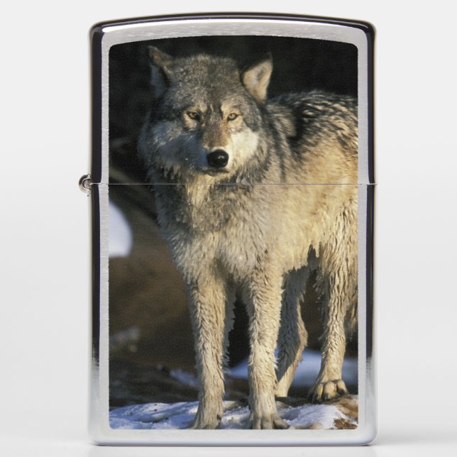 North America, USA, Minnesota. Wolf (Canis Zippo Lighter (Front)