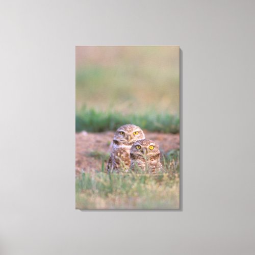 North America USA Oregon Burrowing Owls 2 Canvas Print