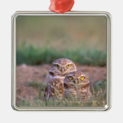 North America USA Oregon Burrowing Owls 2 Metal Ornament