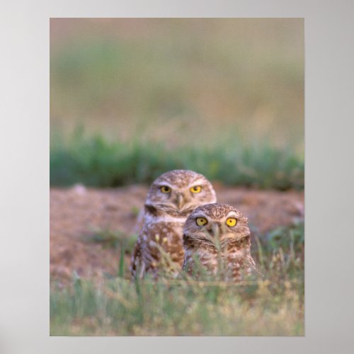 North America USA Oregon Burrowing Owls 2 Poster