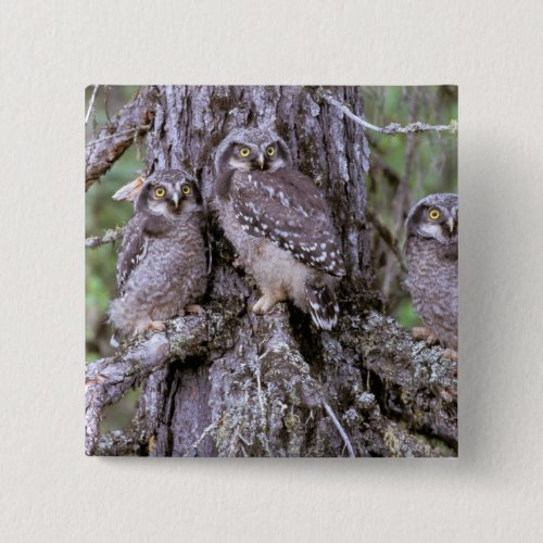 North America USA Oregon Burrowing Owls Pinback Button