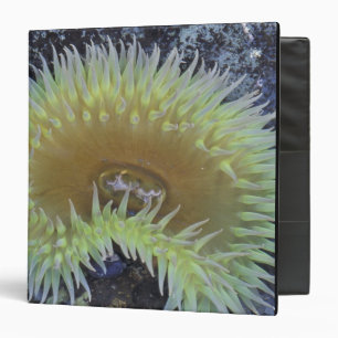 North America, USA, Washington, Olympic 4 3 Ring Binder