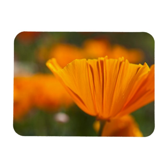 North America, USA, Washington, Seattle, Summer Magnet (Horizontal)