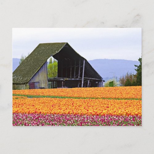 North America USA Washington Skagit Valley 2 Postcard