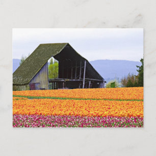 North America, USA, Washington, Skagit Valley. 2 Postcard