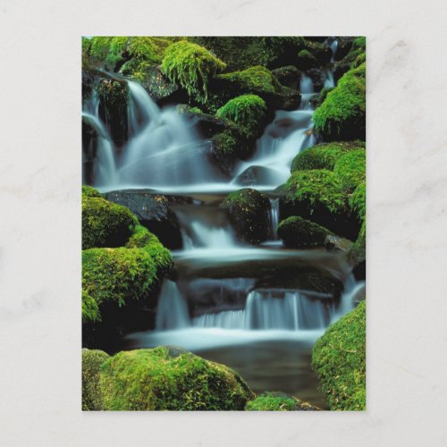 North America USA Washington Sol Duc Cascade Postcard