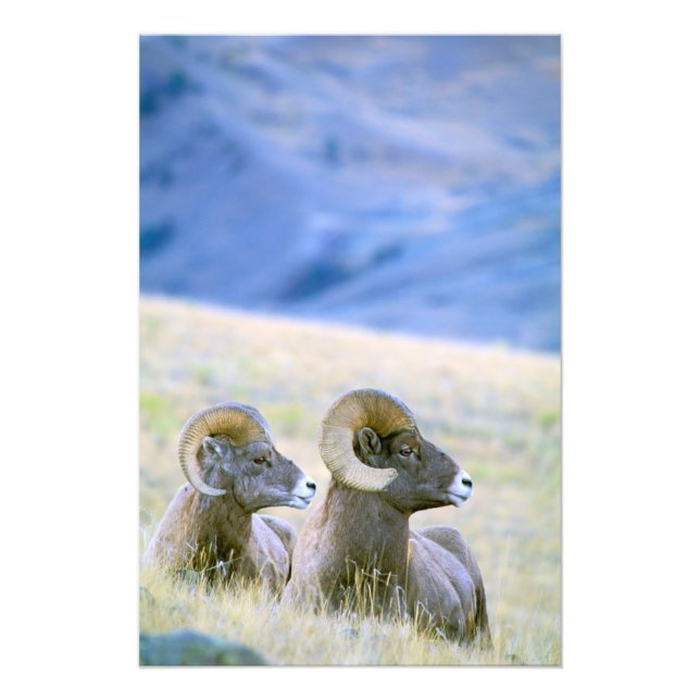 North America, USA, Wyoming, Yellowstone 2 Photo Print (Front)