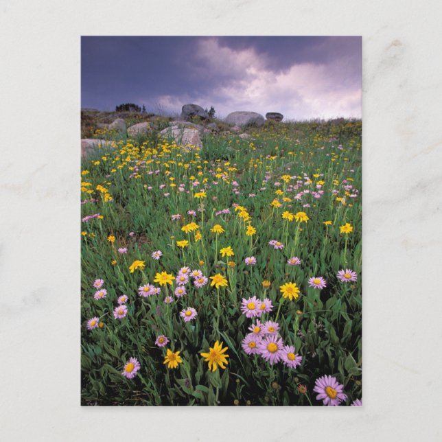 North America, USA, Wyoming, Yellowstone 2 Postcard (Front)