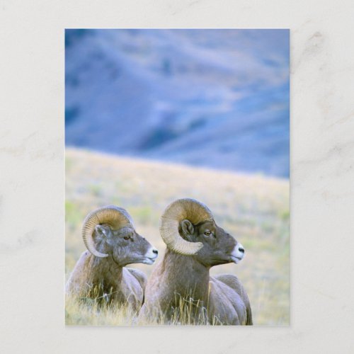 North America USA Wyoming Yellowstone Postcard