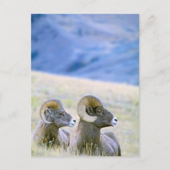 North America  Usa  Wyoming  Yellowstone Postcard by theworldofanimals at Zazzle