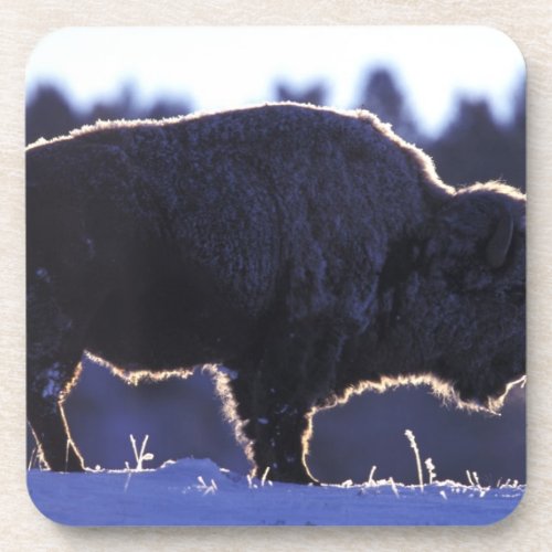 North America Wyoming Yellowstone National Beverage Coaster