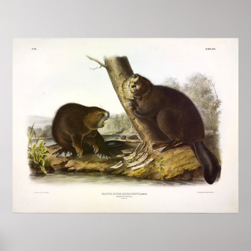 North American Beaver Castor canadensis _ Audubon Poster