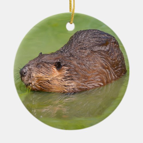 North American Beaver in water Ceramic Ornament