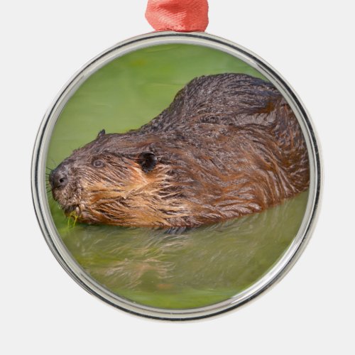 North American Beaver in water Metal Ornament