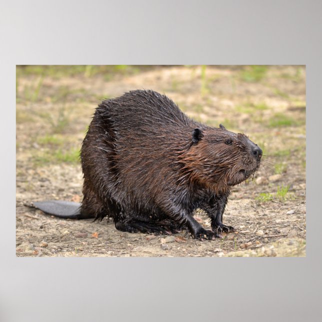 North American Beaver on ground Poster (Front)