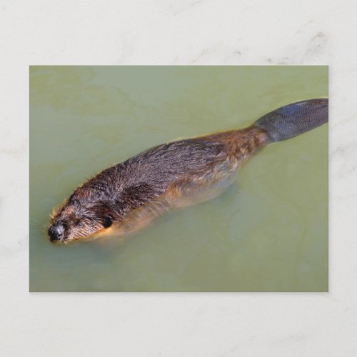 North American Beaver swimming Postcard