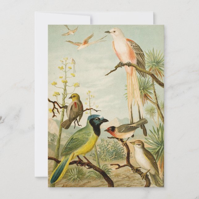 North American Birds | Anton Goering (Front)