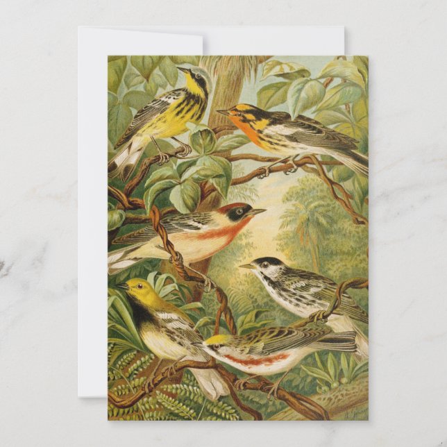 North American Birds | Anton Goering (Front)