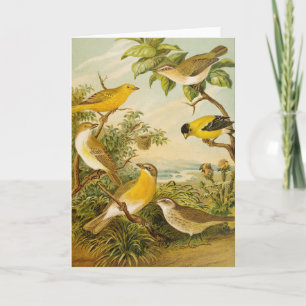 North American Birds   Anton Goering Card