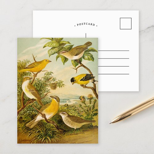 North American Birds  Anton Goering Postcard