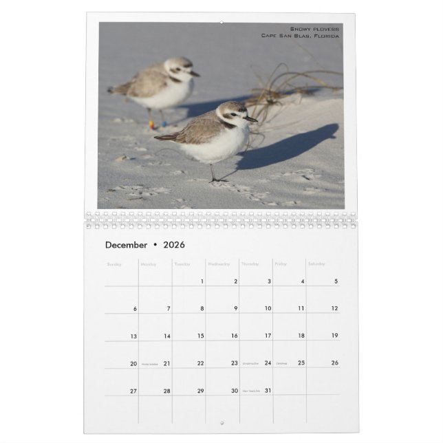 North American Birds by Emily Willoughby Calendar (Dec 2026)