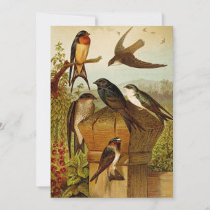 North American Birds   Gustav Mützel