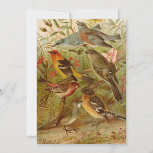 North American Birds   Gustav Mützel