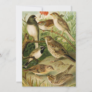 North American Birds   Gustav Mützel