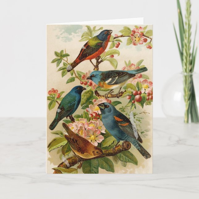 North American Birds | Gustav Mützel Card (Front)