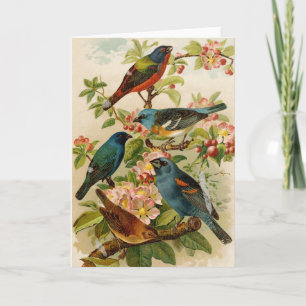 North American Birds   Gustav Mützel Card