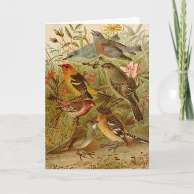 North American Birds | Gustav Mützel Card (Front)