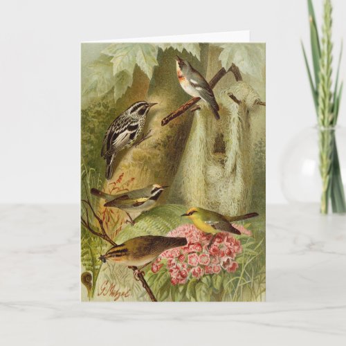 North American Birds  Gustav Mützel Card