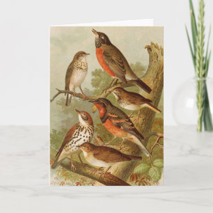 North American Birds   Gustav Mützel Card