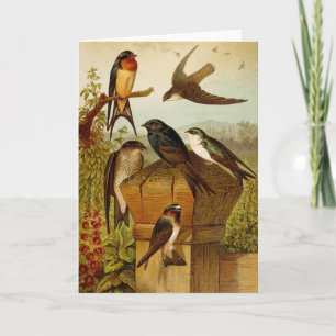 North American Birds   Gustav Mützel Card