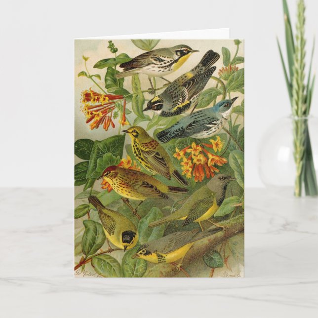 North American Birds | Gustav Mützel Card (Front)