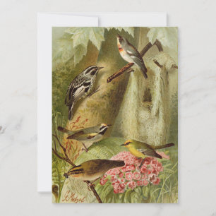 North American Birds   Gustav Mützel Card