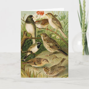 North American Birds   Gustav Mützel Card