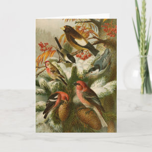 North American Birds   Gustav Mützel Card